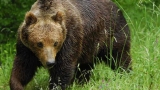  Кафява мечка рани двама посред град в Румъния 
