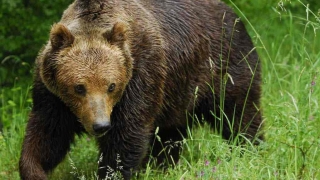 Обмислят отстрел на мечката, тормозеща три села в Родопите