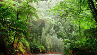 Десет от най силно защитените гори в света са се превърнали