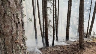 Горски пожар гори в района на на село Плоски в