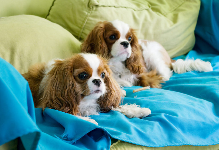 ÐÑÐ³Ñ Ð¸ ЧелÑи