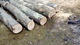 Горски служители съставиха 74 акта за незаконна дървесина и незаконна