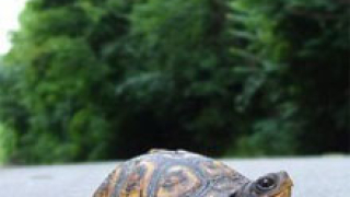 "Инвазия" на костенурки обърка летище "Кенеди"