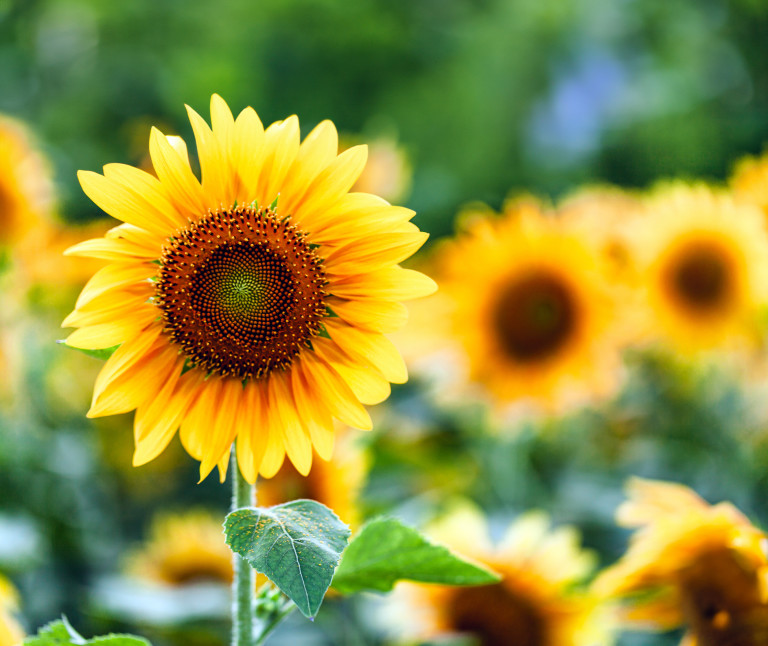 Слънчоглед