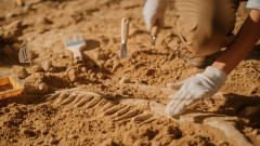 Нови кости от динозаври са открити край Трън