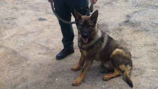 Полицейското куче Каро надуши група нелегални имигранти 