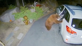Мечка в Калифорния ловко отвори врата на кола в търсене на храна и почивка 