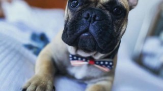 Уилбър 6 месечен френски булдог беше избран за кмет на градчето