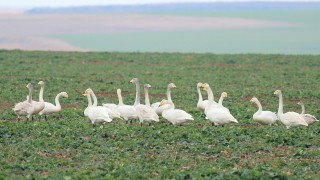 Рискът от заразяване на хората от нюкясълската болест псевдочума по