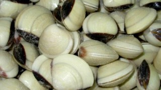 Рибари от Южното Черноморие излязоха на протест Тяхното недоволство е