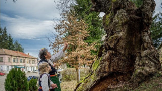 Как български вековен дъб да стане „Европейско дърво на годината“
