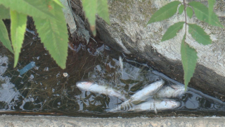 Малка ВЕЦ виновна за мъртвата риба в река Ботуня