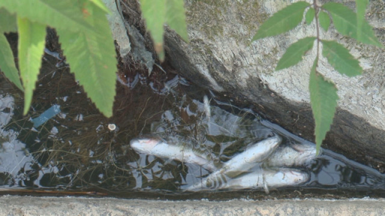 Стотици мъртви риби са били забелязани край брега на река