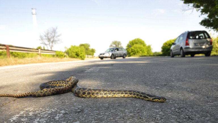 Втори ухапан от змия в Пловдивско 