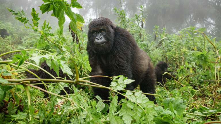 Коронавирусът е заплаха за приматите, планинските горили в Африка са в риск