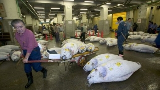 Рекордна цена за риба тон