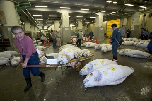 Рекордна цена за риба тон