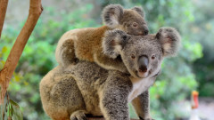 Стотици обвинения повдигнати в Австралия за избиване на коали