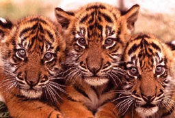 Тайландската полиция спаси 16 тигърчета от международни контрабандисти
