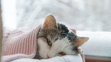 Котките, настинките и могат ли домашните любимци да настиват