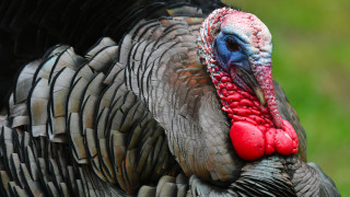 Властите в Източна Полша съобщиха че птичи грип е отговорен