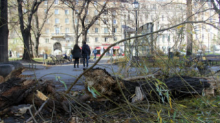 Паднало дърво остави без ток няколко столични квартала 