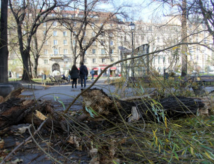 Паднало дърво остави без ток няколко столични квартала 