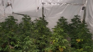 Разкриха оранжерия за марихуана в Русенско