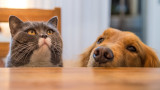  Кучета и котки могат да се заразят с ковид от хора 