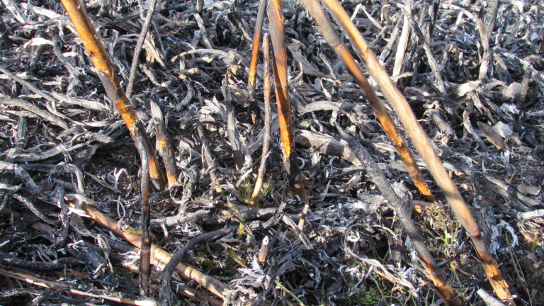 Около 900 декара растителност обгорели в местността „Калимок-Бръшлен”