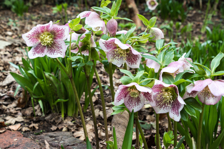 Кукуряк - от първите цъфнали в градината