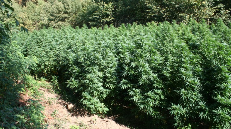 Откриха нива с 200 кг канабис в Рила