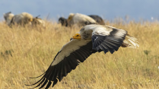 Българското дружество за защита на птиците е неправителствена организация която