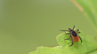 Със затоплянето на времето се появяват и различни заболявания някои