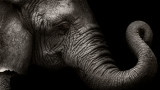 Слоновете, хоботите им и как им помагат, за да правят изчисления