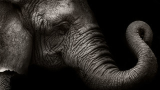 Слоновете са изумителни животни няма две мнения по този въпрос