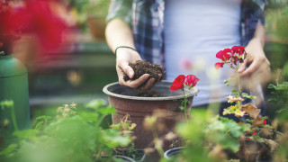 Грешките, които допускаме, когато пресаждаме растения