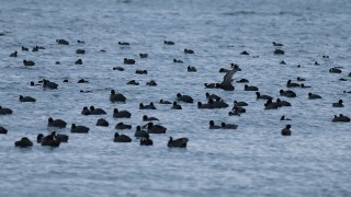 Алармират за мъртви птици по бургаския залив