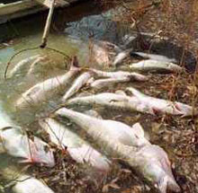 Умряла риба изплува от замърсената река Чая