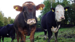 US фермер разстреля 51 крави и се самоуби
