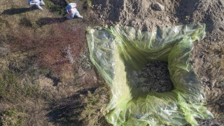 Мутирал вариант на новия коронавирус засечен в норки в Дания