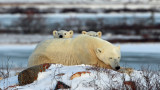  Чърчил, Канада - “столицата на полярните мечки ” и по какъв начин живеят там животните 