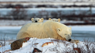 Едно е човек да наблюдава 1200 килограмова полярна мечка отдалеч в