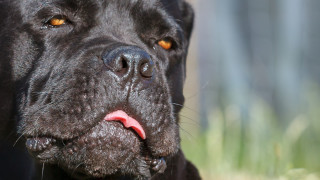 Мъртви ли са питал собственикът на кучетата убийци от Владо Тричков