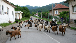 Google нае стадо кози да „косят” тревата им