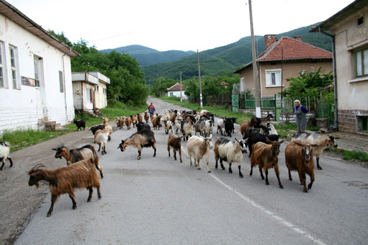 Google нае стадо кози да „косят” тревата им