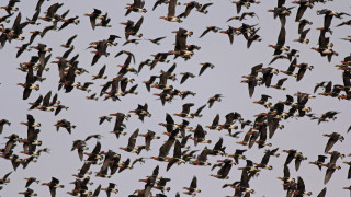 Милиони мигриращи птици ще напуснат Европа тези седмици отправяйки се