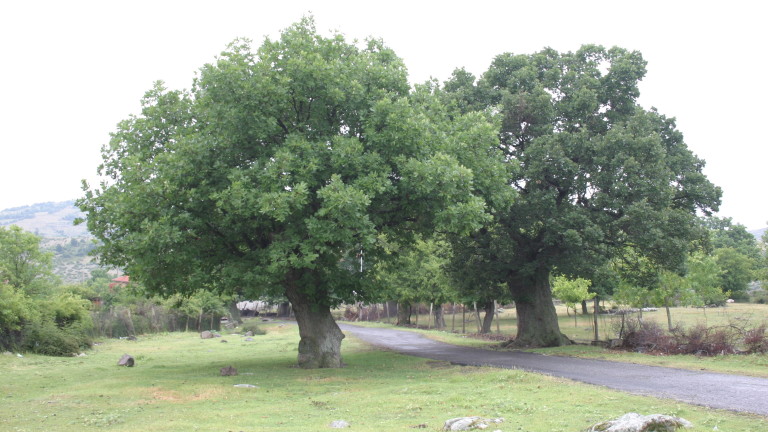 Седем вековни дървета в село Чобанка, община Момчилград, област Кърджали