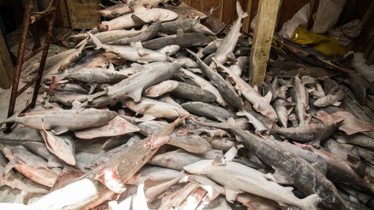 Иран обяви, че е открил стотици мъртви акули с отрязани