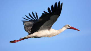 Екип пътни полицаи спаси щъркел на автомагистрала Хемус съобщава БиТиВи